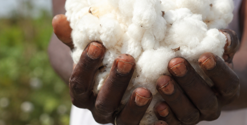 Une balle de coton se compose de fibres de coton retirées de leur graine au cours de l’égrenage et emballées pour en faciliter la manutention, l’entreposage et le transport.